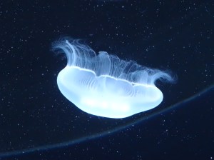moon jellyfish