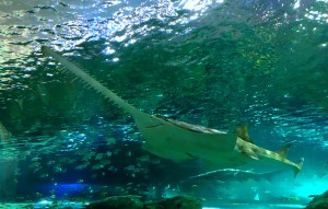 sawfish