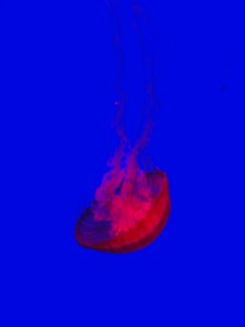 sea nettle