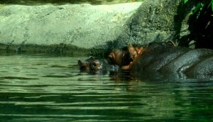 babyhippo