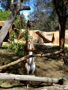 gerenuk