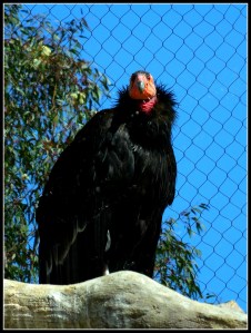 California condor