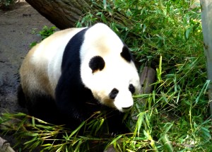 giant panda