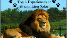 African Lion Safari