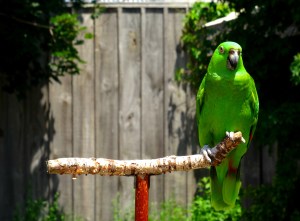 green bird