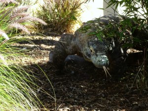 komodo dragon