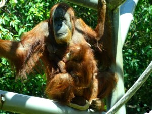 orangutan