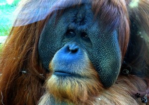 orangutan