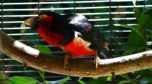 bearded barbet