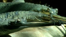 gharials