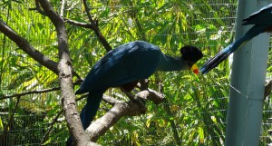 great blue turaco