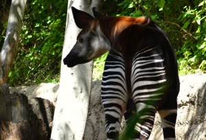 okapi