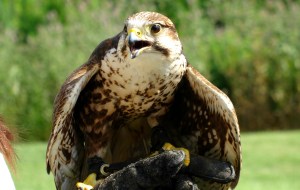 falcon
