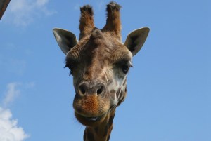 giraffe