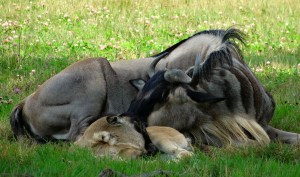 wildebeest