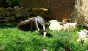 giant anteater