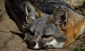 Channel Island fox