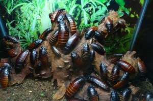 cockroaches