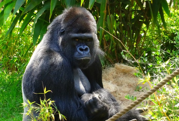 western lowland gorilla