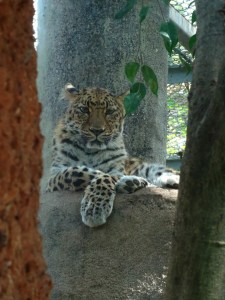 Amur leopard