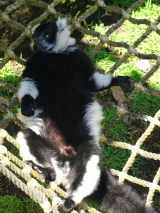 lemur