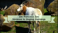 San Francisco Zoo: Savanna to Singing Siamangs