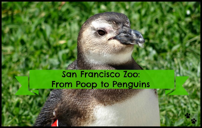 San Francisco Zoo: From Poop to Penguins