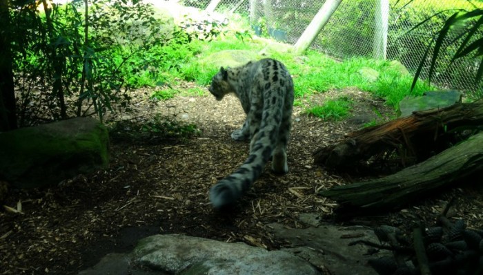 snow leopard