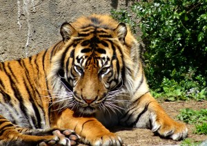 Sumatran tiger