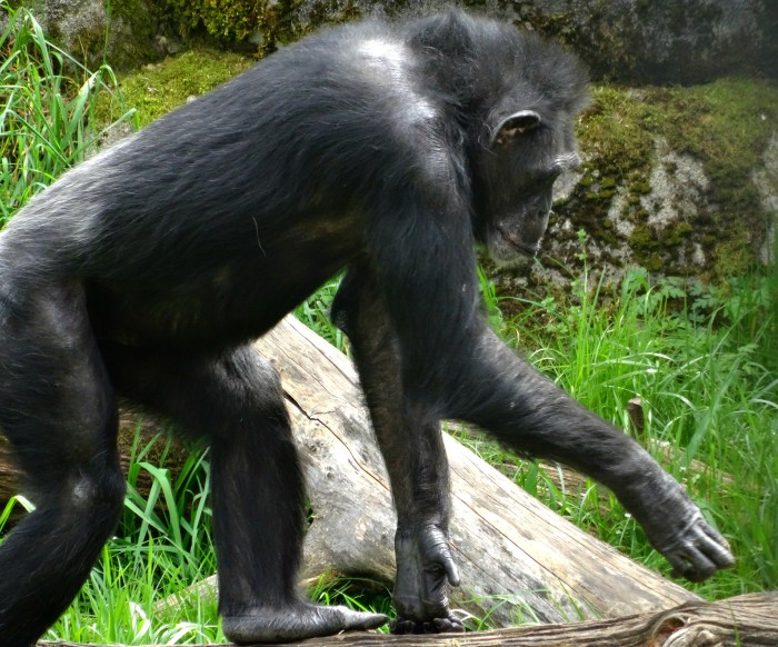 chimpanzee