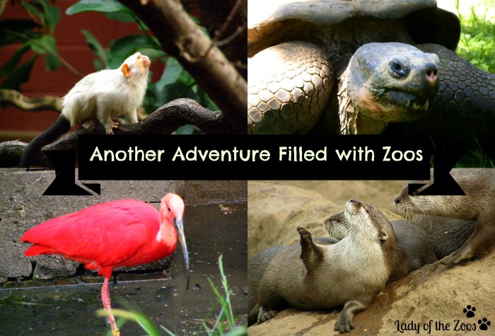 Another Adventure Filled with Zoos