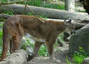 cougar