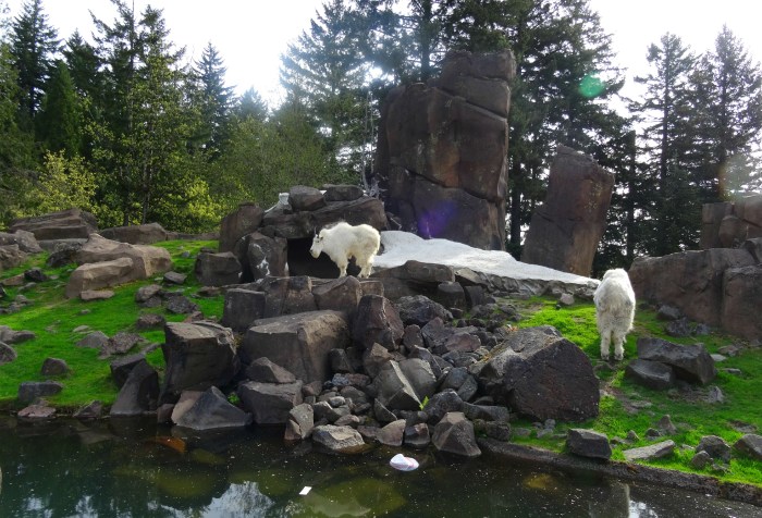 Rocky Mountain goats