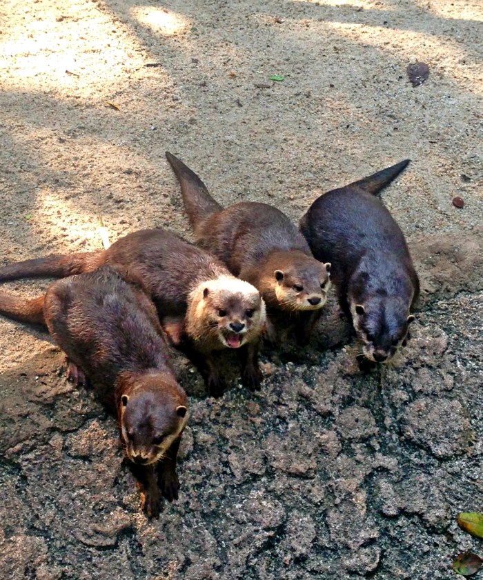 otters