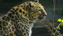 Amur leopard