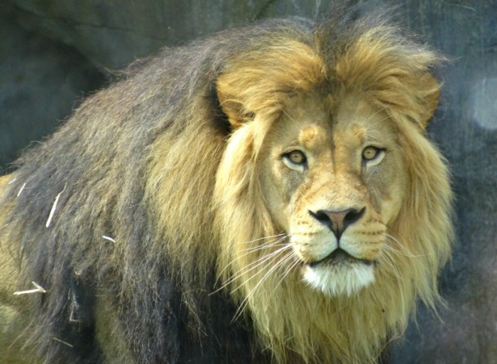 African lion