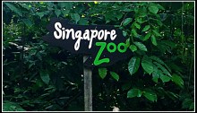 Singapore Zoo