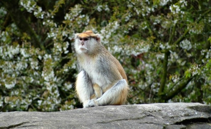 patas monkey