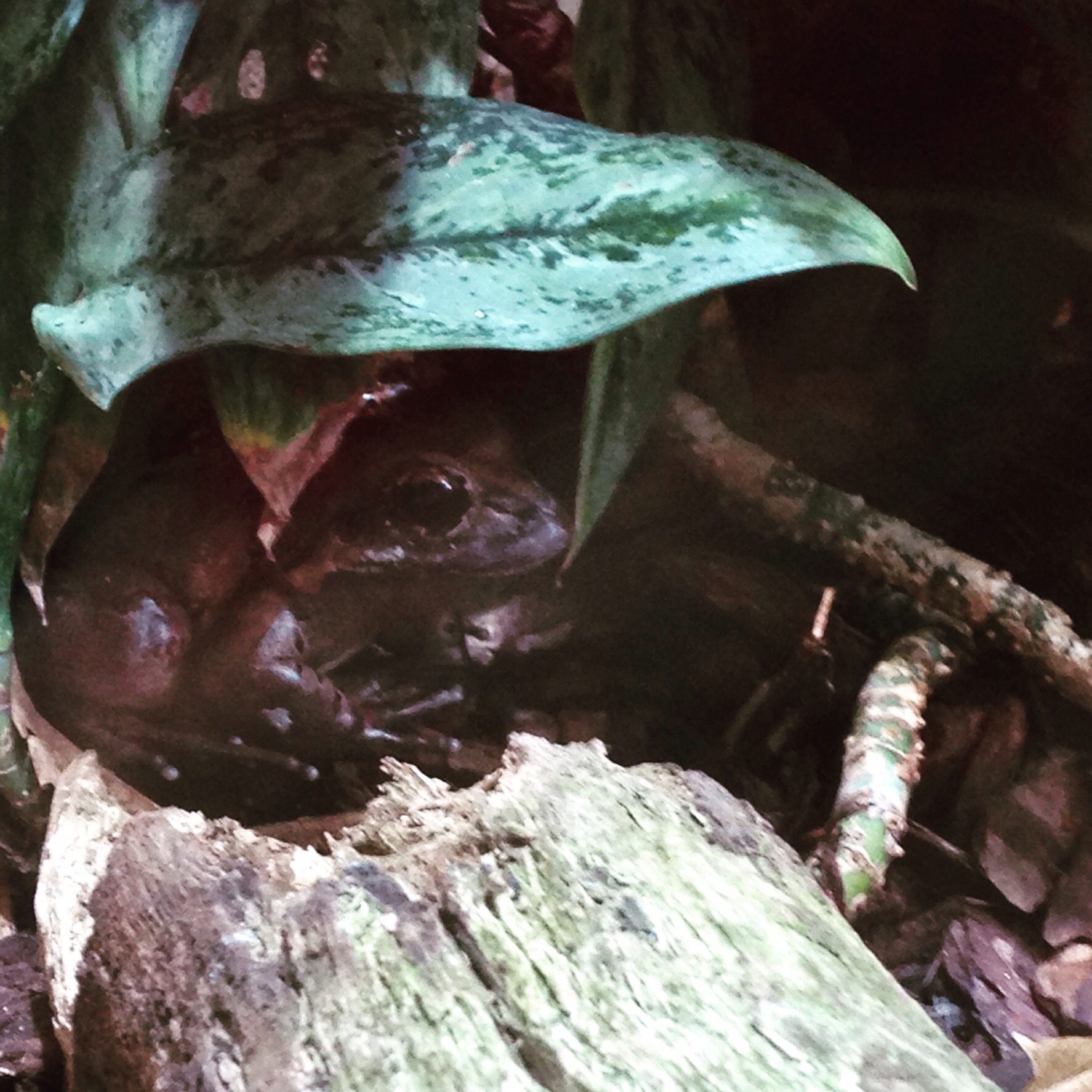 mountain chicken frog mountain chicken frog