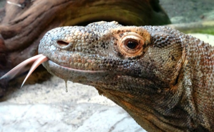 Komodo dragon