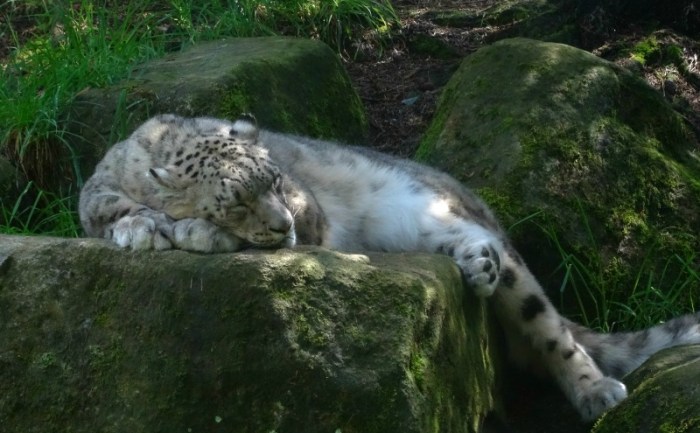 snow leopard