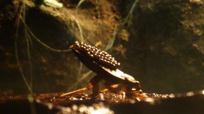 giant water bug with eggs