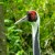white-naped crane