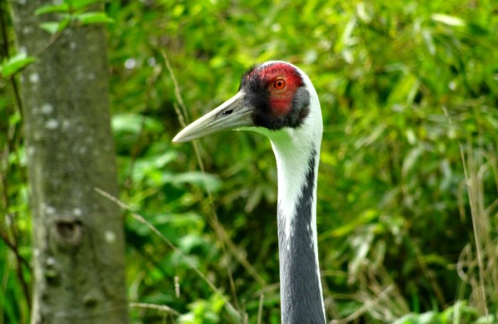 white-naped crane