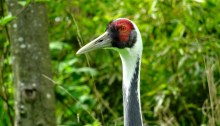 white-naped crane