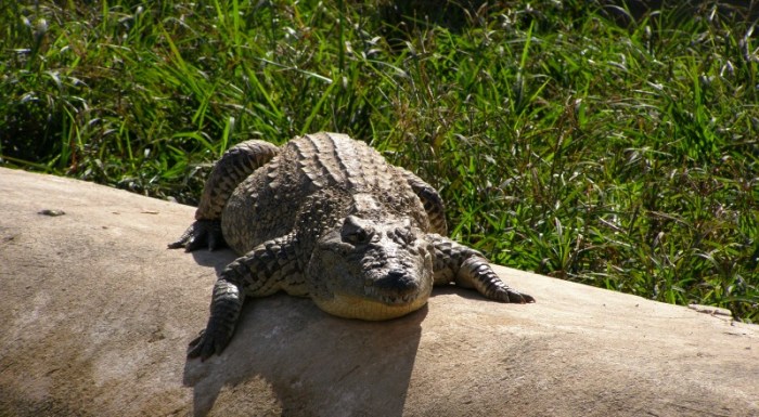 Cuban crocodile