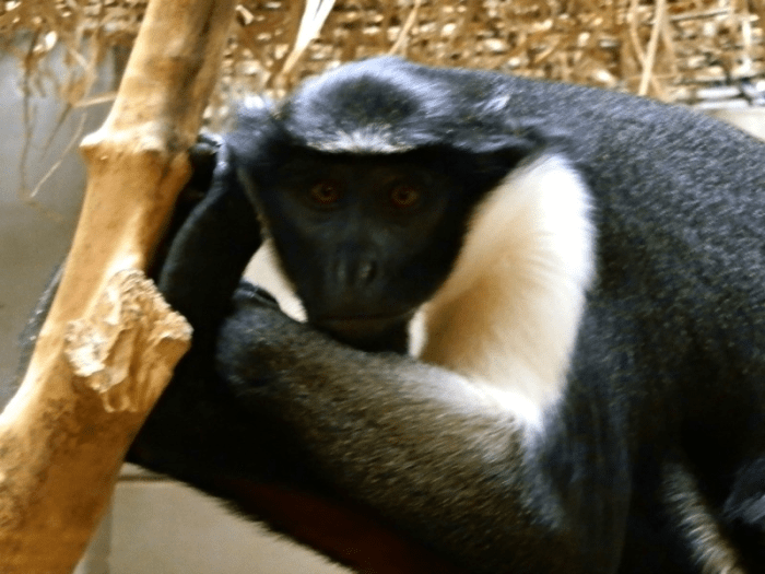 Diana monkey