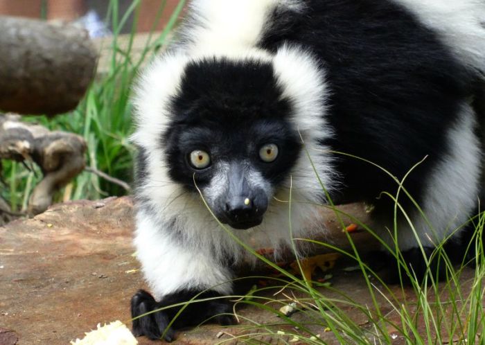 black and white ruffed lemur