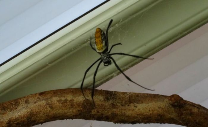 golden orb spider