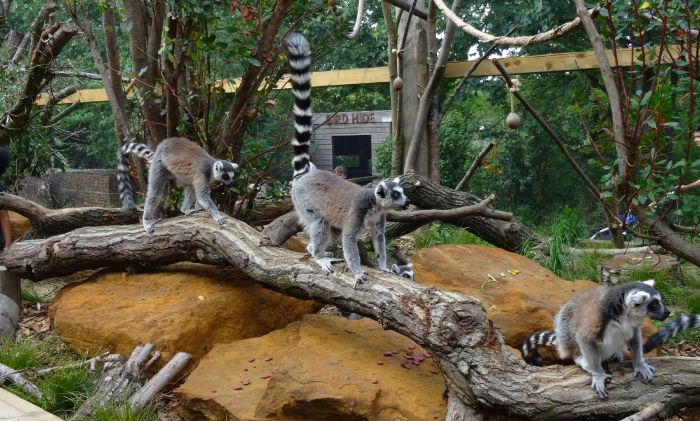 ring tailed lemurs